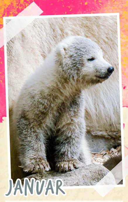 Notizenkalender Tierbabys, Monatssujet Januar