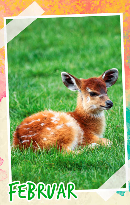 Notizenkalender Tierbabys, Monatssujet Februar