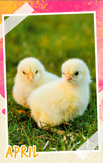 Notizenkalender Tierbabys, Monatssujet April
