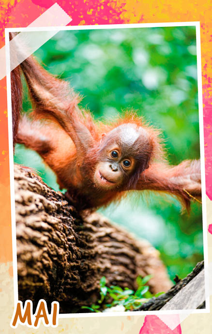 Notizenkalender Tierbabys, Monatssujet Mai