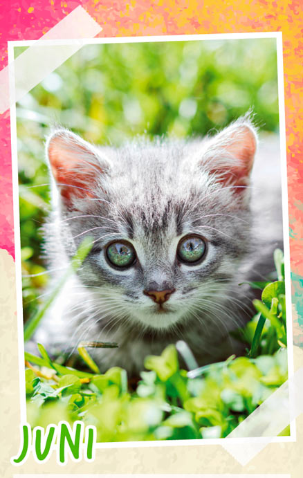 Notizenkalender Tierbabys, Monatssujet Juni