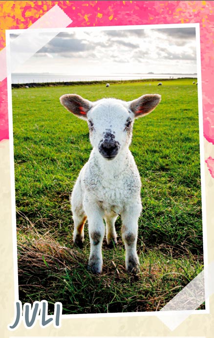 Notizenkalender Tierbabys, Monatssujet Juli
