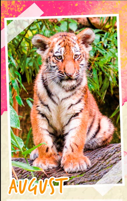 Notizenkalender Tierbabys, Monatssujet August