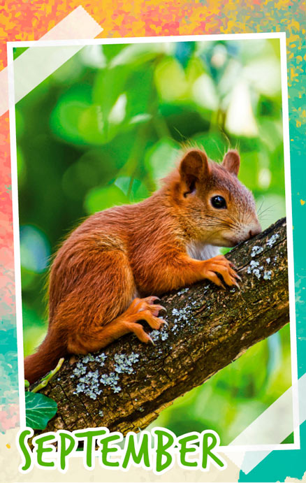 Notizenkalender Tierbabys, Monatssujet September