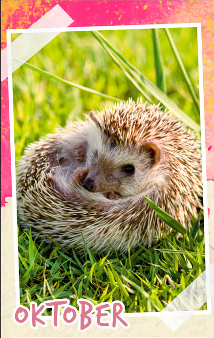 Notizenkalender Tierbabys, Monatssujet Oktober