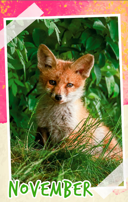 Notizenkalender Tierbabys, Monatssujet November
