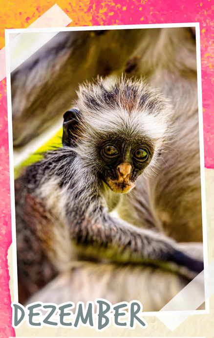 Notizenkalender Tierbabys, Monatssujet Dezember